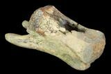 Theropod Dinosaur Vertebra - Alberta (Disposition #-) #97353-4